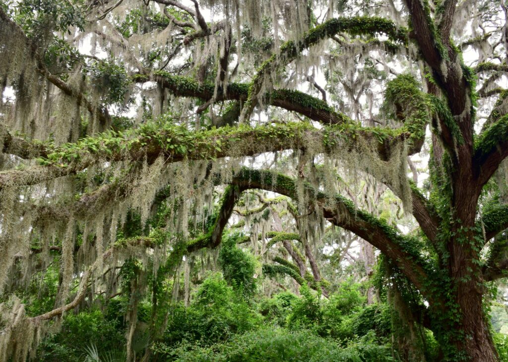 Savannah moss draped oak trees